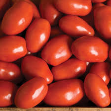Paisano F1 Tomato Seed