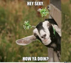 Goat Memes Goat Memes Goat Float Flickr