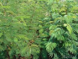 Image result for Leucas deflexa