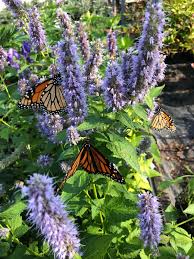 These are the 10 flowers that attract monarch butterflies. How To Attract Monarch Butterflies To Your Yard