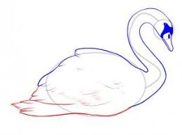 How To Draw A Swan Swan Drawing Bird Drawings Drawings