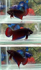Pin On Betta Slpendens