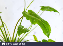 Philodendron Xanadu On A White Background Close Up On A Young Philodendron Xanadu Houseplat Against White Backdrop Stock Photo Alamy