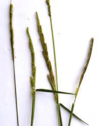 Image result for Moorochloa eruciformis