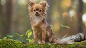 Doch wir haben den hund inzwischen so weit vermenschlicht, dass wir ihm sogar die schuld für etwas geben wollen. Usa Tierrechtsorganisation Peta Schlafert Gesunden Hund Ein