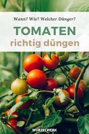 Tomaten Richtig Dungen Wann Wie Mit Welchen Dunger Wurzelwerk In 2020 Tomaten Garten Tomaten Pflanzen Garten Bepflanzen