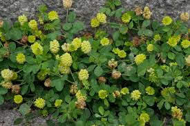 Image result for Trifolium campestre