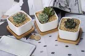 With an area of 269km2 and a population of more or less 10,000, el hierro has not suered from the impact of human activities as much as the other islands, being able to. Pack Of 3 Opps White Ceramic Cute Succulent Cactus Plant Pot With Bamboo Tray Garden Outdoors Flower Pots
