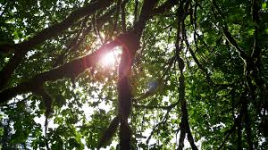Is Average Tree Lifespan A Meaningful Number Deeproot Blog