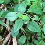 Image result for Heterotis decumbens
