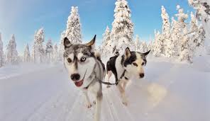 Puppie plans with dora in a future. Finnish Dog Names Perfect Choice For A Moniker