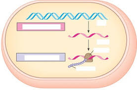 Check spelling or type a new query. Proteinbiosynthese Diagram Quizlet