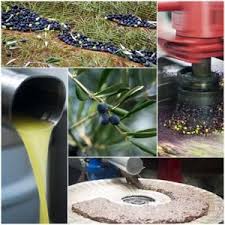 How To Make Olive Oil Fresh Olive Oil Olive Oil Oils