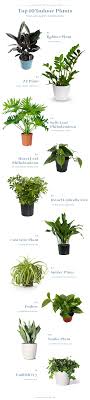 Some mistletoes cause the host plant to develop galls, masses of woody tissue surrounding the infection. Gift Guide Top 10 Plants For A Grieving Mother The Morning