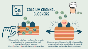 Image result for Calcium Channel Blocker
