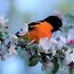 Hartford Audubon Society: CT Trails Day – Family Bird Walk