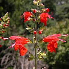 Image result for Salvia coccinea