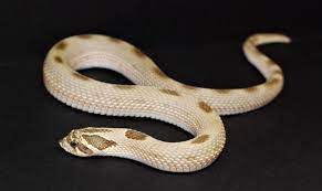 This independent pet store carries some of the most exotic pets and pet supplies in arizona. Tucsons Exotic Pet Shop Home Facebook