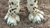 Résultat de recherche d'images pour "cheetah claw"