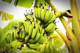 Maybe you would like to learn more about one of these? Banana Farming Project Report Cost And Profit Details Agri Farming