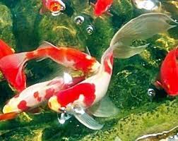 Budidaya Ikan Komet Ikan Mas Koi Ikan