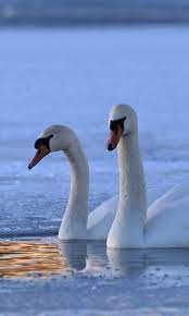 480x800 wallpaper swan swim winter mute swan swan swan pictures