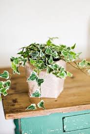 15 Low Maintenance Plants That Will Actually Thrive In Your Office Air Purifying House Plants Plants Best Office Plants