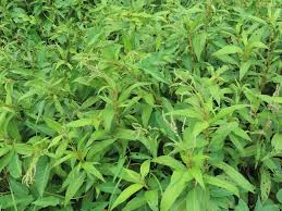 Image result for Persicaria barbata