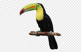 Didaerah saya namanya burung temengang. Toucan Glow Golf Rotterdam Glowgolf Capelle Aan Den Ijsel Tukan Plus Bird Naklejki Png Pngwing