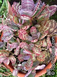 Pin On Kalanchoe Types