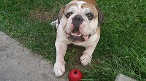 Right now, we have 3 female olde english bulldogge puppies available for new. Home Shoreline Bulldogges