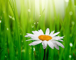 Le più belle immagini di fiori offerte gratis dal web. 3840x3046 Daisy 4k Hd Background Image Immagini Di Fiori Margherite Fiori