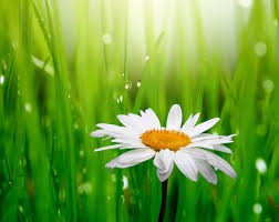 Scarica gratis immagini di fiori per il buongiorno buonanotte e. 3840x3046 Daisy 4k Hd Background Image Flower Backgrounds Flowers White Flowers