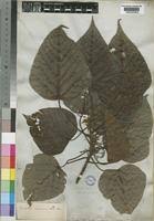 Image result for Macaranga capensis