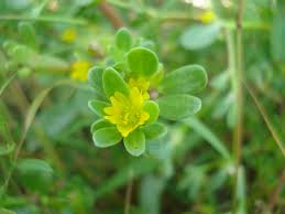 Image result for Portulaca oleracea