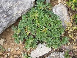 Image result for Alchemilla ellenbeckii