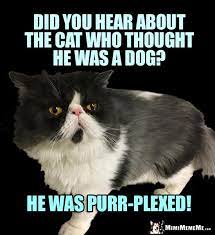 Cat Conundrum Did You Hear About The Cat Who Thought He Was A Dog He Was Purr Plexed Cat Jokes Funny Cat Jokes Cat Birthday Funny