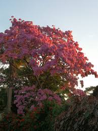 Image result for Kraussia floribunda