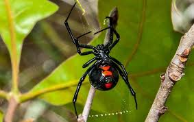 Black widow spider information with emphasis on the different widow spiders found in they usa. Black Widow Spider Myths