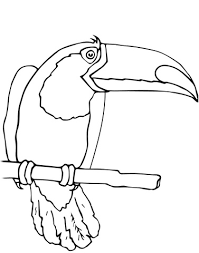 Toucan Bird Coloring Page In 2020 Bird Coloring Pages Coloring Pages Bird