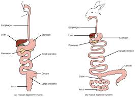 Digestive Systems