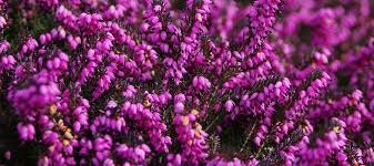 Tra sempreverdi resistenti, piante invernali da esterno in vaso e fiori che durano tutto l'anno, arredare uno spazio verde è abbastanza semplice. Erica Pianta Sempreverde Da Coltivare In Casa E Giardino My Green Help