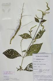 Image result for Achyropsis