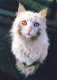 Eterocromia Beautiful Cats Animals Beautiful Feral Cats