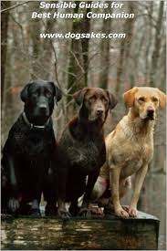 The Battenkill Is A Fountain Of Youth For A 12 Year Old Lab Mylifeoutdoors Vermont Life With Dogs Dogs Pets 12 Year Old