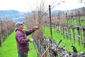 Image result for grape pruning
