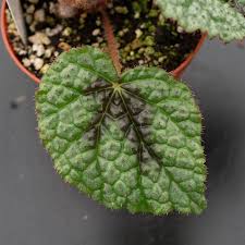 Image result for Begonia meyeri-johannis