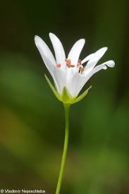 Image result for Stellaria sennii