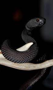Black Snake Magic Pit Viper Beautiful Snakes Snake