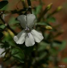 Image result for Otoptera